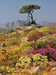 Beautiful Richtersveld Google Search Scenery Landscape Beautiful Nature