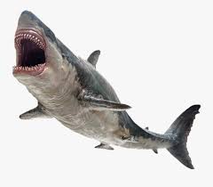 Scientists estimate the megalodon had a jaw that would span between 8.8ft and 11ft (2.7m by 3.4m) wide. Shark Monster Killer é²¨é±¼ Jaws Megalodon Pnso Megalodon Toy Free Transparent Clipart Clipartkey