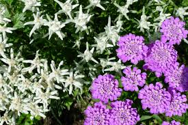 Mein Garten Im Juli Edelweiss Und Schleifenblume Foto Bild Spezial Rot Weiss Bilder Auf Fotocommunity