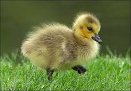 Google Image Result For Http Animal Discovery Com Guides Baby Animals Birds G Cute Birds Pet Birds Animals