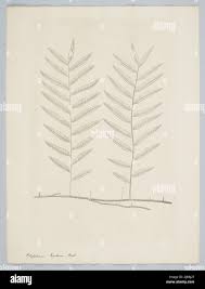 Image result for Arthropteris palisotii