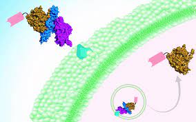 Complications of botulinum toxin and fillers: Botulism Breakthrough Taming Botulinum Toxin To Deliver Therapeutics Eurekalert Science News