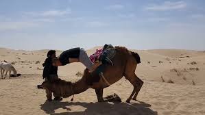 Share the best gifs now >>>. Hilarious Moment Man On Camel Plummets Head First Into Sand Daily Mail Online