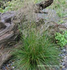 Image result for Avenella flexuosa