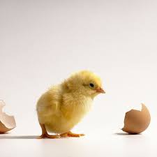Please enjoy the madness ���. Baby Chick Culling The German Ruling On The Practice Explained Vox