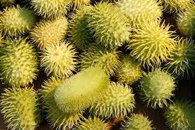 Image result for Cucumis africanus