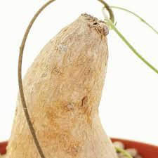 Image result for Cyphia