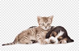 Cartoon dog and cat friendship. Black White And Tan Beagle Puppy And Short Fur Tabby Kitten Basset Hound Cat Kitten Puppy Pet Cute Pet Cats And Dogs Mammal Animals Png Pngegg