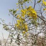 Image result for Cassia sieberiana