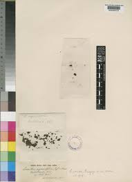 Image result for Agelanthus myrsinifolius