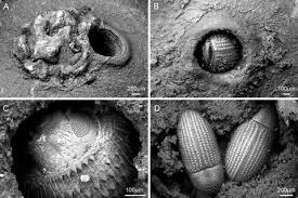 Image result for Cathormion altissimum