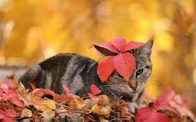 40 Prachtige Katten Wallpapers En Foto S Katten Dieren Behang Katten En Kittens