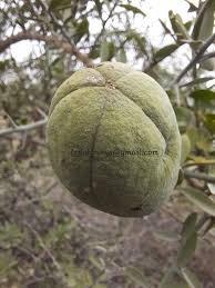 Image result for Balanites aegyptiaca