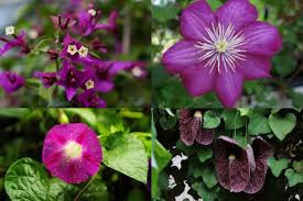 This flowering shrub has purple power! 9 Best Climbing Plants And Vines With Purple Flowers Florgeous
