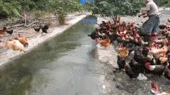 Do the chickens have large talons? Best Chickens Talons Gifs Gfycat
