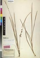 Image result for Scleria catophylla