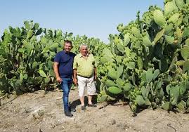 Prickly pear cactus is edible. Sicilian Prickly Pear Campaign About To Start