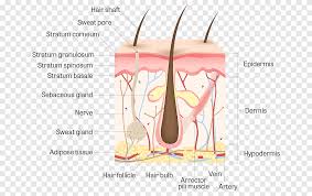 Part of the hair that is embedded in the hair follicle. Human Skin Anatomy Hair Follicle Human Body Hair Angle Text Png Pngegg