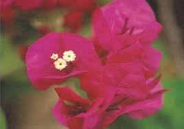 , we are proud to offer one of the largest varieties of this colored, beautiful and extended decorative plant. La Joya Bougainvillea Blooms Lavender Dark Red With Green Leaves Tropical Z 9