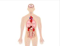 The pack contains all the major organs and body parts that make up the human torso. Organs Science Quiz