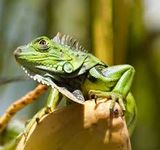 Green iguanas love hibiscus, bougainvillea, and orchids (just to mention a few). Green Iguana Iguana Iguana The Lazy Naturalist Sarasota Florida