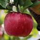 Fun in the Apple Orchard