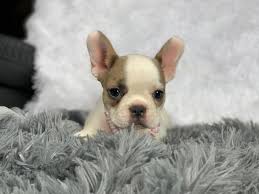 There are no reviews yet. J C Frenchies Akc 8 Week Old French Bulldog Blue Fawn Facebook