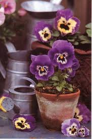 Timeline Photos Un Cappello Pieno Di Sogni Facebook Schone Blumen Lila Blumen Fotos Blumen