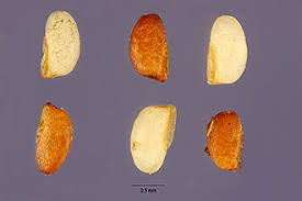 Image result for Eragrostis tef