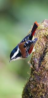Pin By Gulnur Aksoy On Oiseaux Colorful Birds Beautiful Birds Different Birds