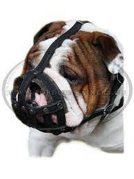 Possible languages include english, dutch, german, french, spanish, and swedish. Maulkorb Englische Bulldogge Leder Schweiz