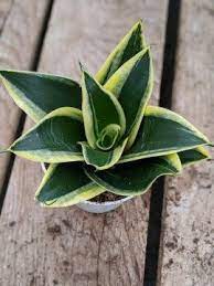 Plant Stand Arizona Plants Plant Stand Snake Plant