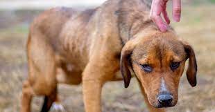 Helping A Fearful Dog Feel Secure – The Honest Kitchen
