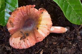 Image result for Russula sp