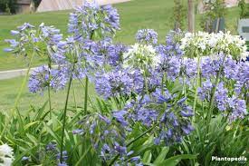 The Lily Of The Nile Flower Agapanthus Plant How To Grow And Care Plantopedia
