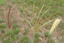 Image result for Chloris virgata