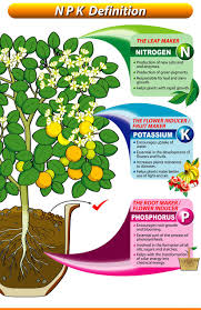 Npk Definition Plant Nutrients Hydroponic Growing Garden Fertilizer