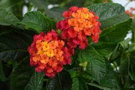 Lantana Pictures National Garden Bureau Lantana Container Gardening Patio Pots