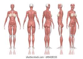 Science & technology 3d models. Human Anatomy Female Muscles 3d Illustration Stock Illustration 690428155