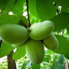 As well as learning the tips of the trade from top chefs, you''ll be able to enjoy the fruits of your labours at lunchtime. Fruit Trees Order Fruit Trees Online The Tree Center