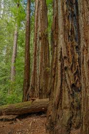 We did not find results for: Big Basin Redwoods State Park Wikipedia