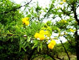 Image result for Meiostemon tetrandrus