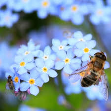 How to choose the best flowers for bees. Five Of The Best Summer Bedding Flowers Brookside Nursery