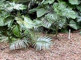 Image result for Chamaedorea radicalis