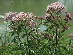 Image result for Valeriana
