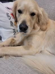 Lauren C Kittrell, Travelers Rest, SC, 29690