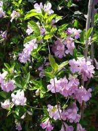 Image result for Bignonia callistegioides