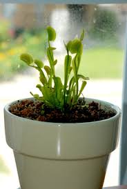 We did not find results for: How To Grow And Care For Venus Flytraps Dengarden