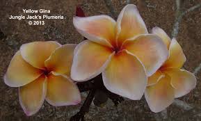 Pin On Plumeria For 2013