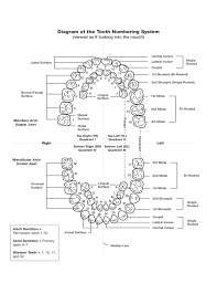 Tooth Numbering Chart Free Download